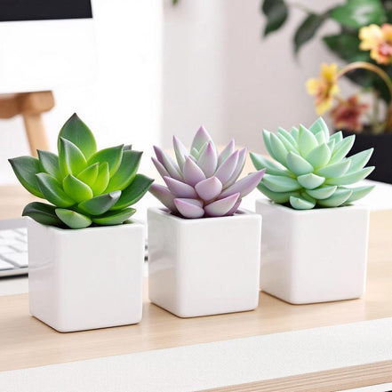 Plant with pot, 6 cm 3 pack
