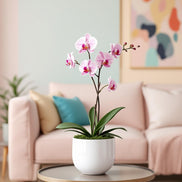 Orchid in a white pot