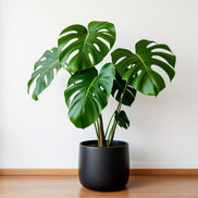 Fejka potted plant