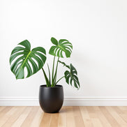 Fejka potted plant
