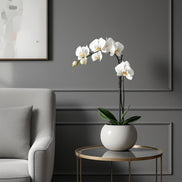 White Orchid 22