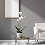 White Orchid 22