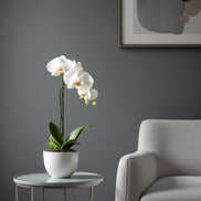 White Orchid 22