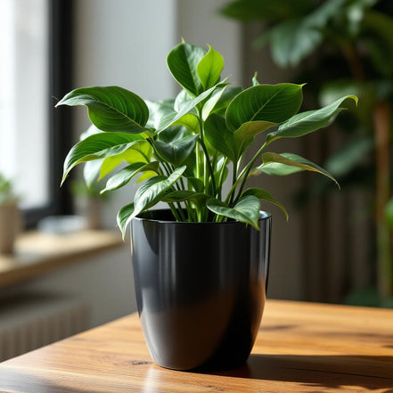 Noir Classic – Black Flower Pot