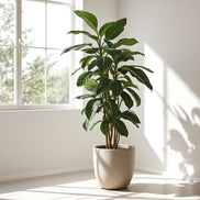 Ficus Elastika Robusta