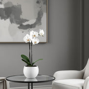 White Orchid 22