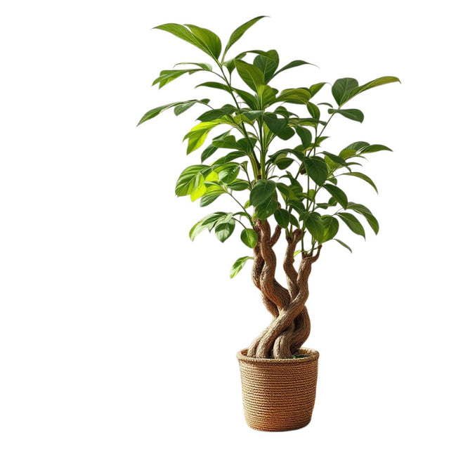 Pachira Aquatica - Money Tree plant