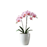 Orchid in a white pot